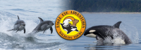 2024 Spring Sale! Save 44% on an Exciting 4-hour Wildlife Tour featuring Whale Watching with Eagle Eye Adventures in Campbell River May through September 2024! ?>